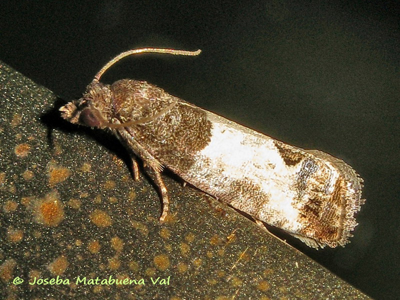 Notocelia sp. - Tortricidae